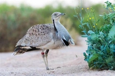 Hubara Türleri ve Özellikleri