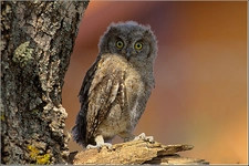 İshak Kuşu Türleri ve Özellikleri