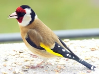 Saka Kuşu Türleri ve Özellikleri