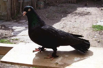 Arap Güvercininde Yumurtlama