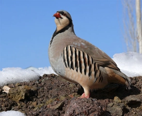 Keklik Türleri ve Özellikleri