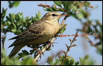 Kır İncir Kuşu Türleri ve Özellikleri
