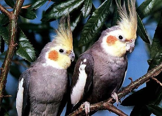 Kuşların Dünyası Yaşamları ve Özellikleri