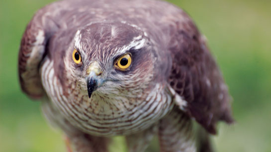 Atmaca Kuşu Türleri ve Özellikleri