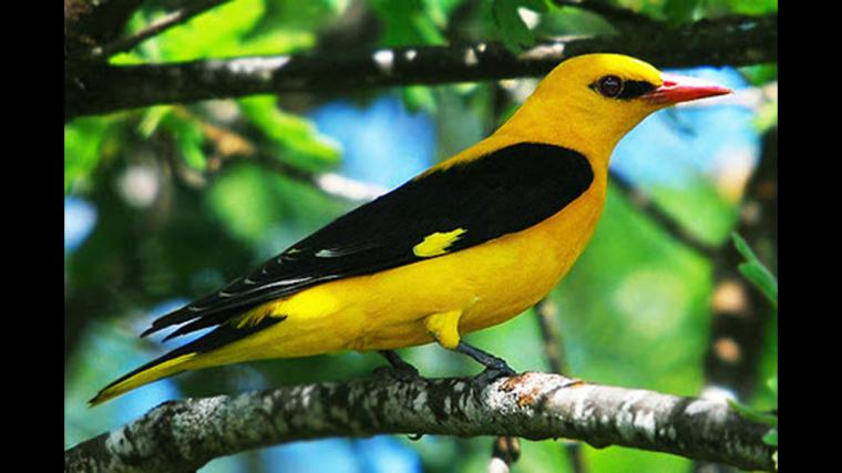 Bayağı Sarıasma Türleri ve Özellikleri