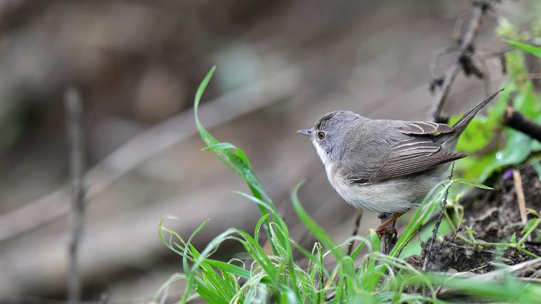 Bıyıklı Ötleğen Türleri ve Özellikleri