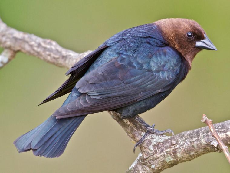 İnek Kuşu Türleri ve Özellikleri