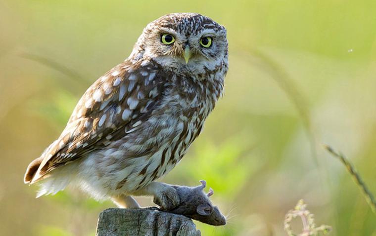 Kukumav Kuşu Türleri ve Özellikleri