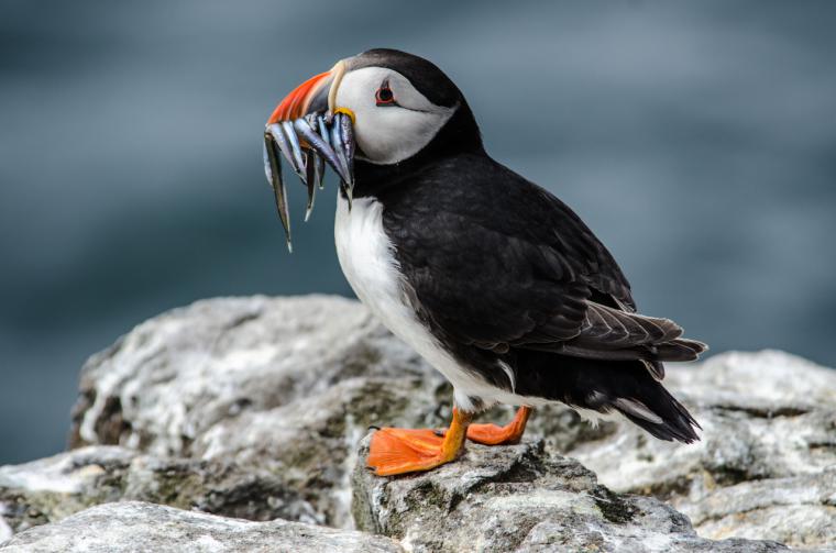 Kutup Martısı Türleri ve Özellikleri