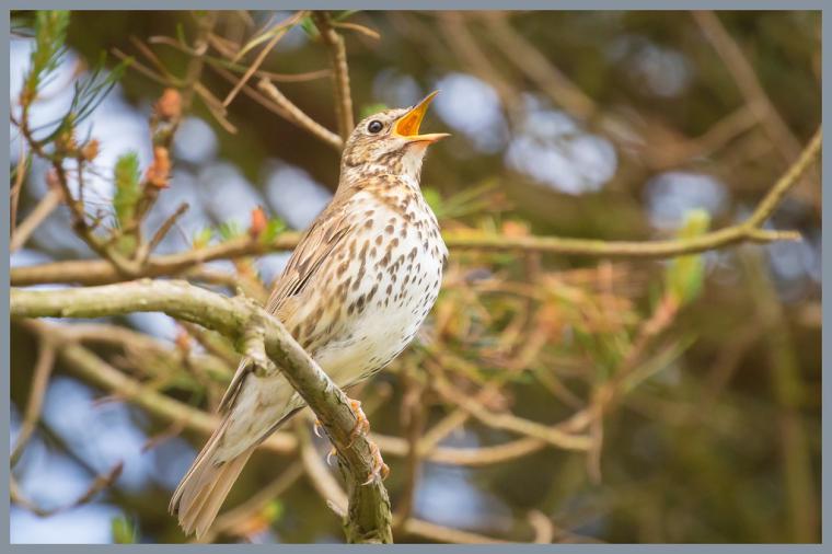Öter Ardıç Kuşu Türleri ve Özellikleri