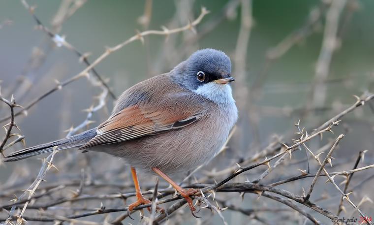 Ötleğen Kuşu Türleri ve Özellikleri