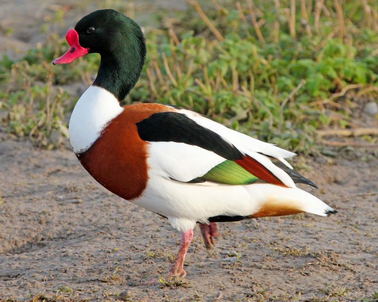 Suna Ördeği Türleri ve Özellikleri